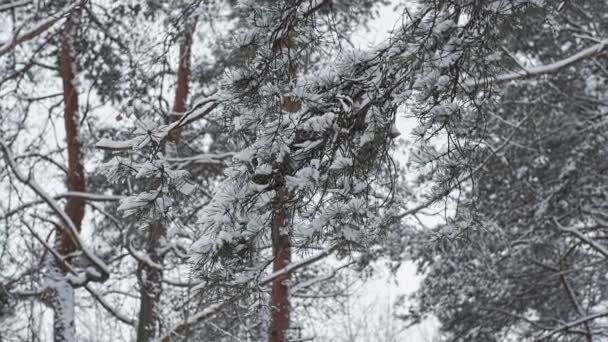 Vinter Sneklædte Landskab Trædetaljer Mellemøsten Hviderussisk Natur – Stock-video