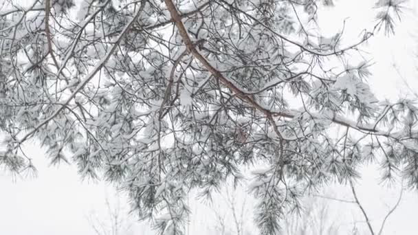 Χειμερινό Χιονισμένο Τοπίο Λεπτομέρειες Δέντρου Μέση Ευρώπη Λευκορωσικός Χαρακτήρας — Αρχείο Βίντεο