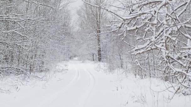 Vinter Sneklædte Landskab Mellemøsten Hviderussisk Natur – Stock-video