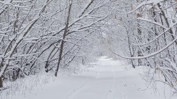 Winter Snowy Landscape Middle Europe Belarussian Nature — Stock Video