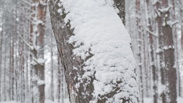 Winterliche Schneelandschaft Details Aus Nächster Nähe Mitteleuropäische Weißrussische Natur — Stockvideo