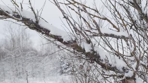 Χειμερινό Χιονισμένο Τοπίο Κοντινές Λεπτομέρειες Μέση Ευρώπη Λευκορωσικός Χαρακτήρας — Αρχείο Βίντεο