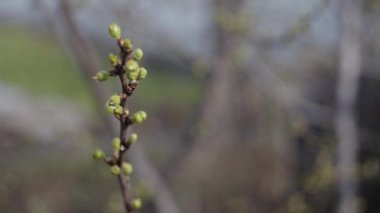 Taze yapraklı brunch 'lar