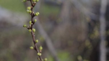 Taze yapraklı brunch 'lar