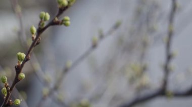 Taze yapraklı brunch 'lar