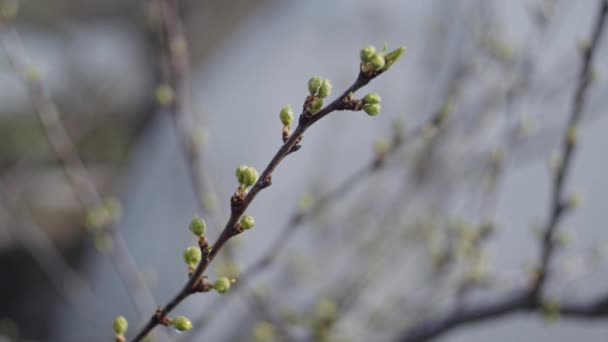 Brunches com novas folhas frescas — Vídeo de Stock