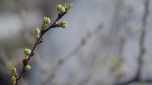 Brunches com novas folhas frescas — Vídeo de Stock