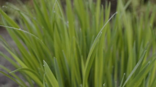 Zielona świeża trawa z kropelkami — Wideo stockowe