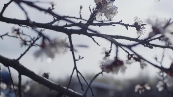 Albero da frutto in fiore — Video Stock