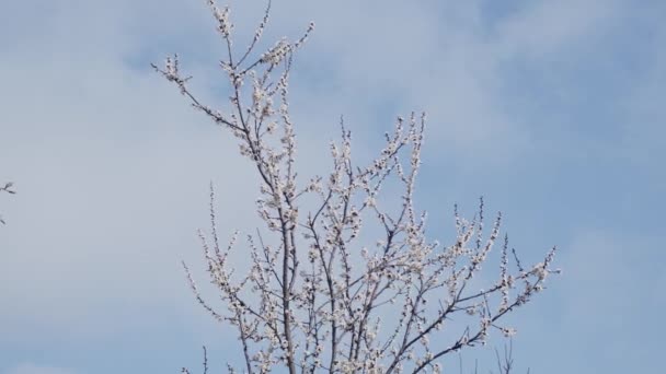 Blooming fruit tree — Stock Video