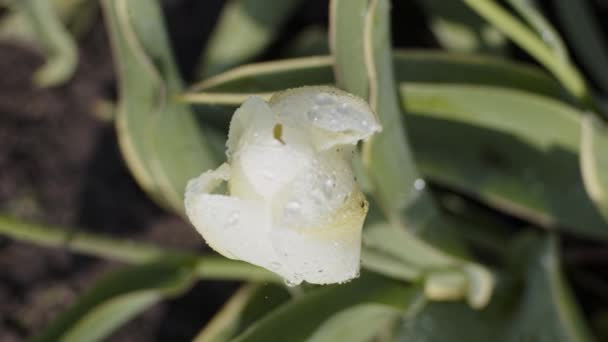 Tulipán blanco con gotitas de agua — Vídeo de stock
