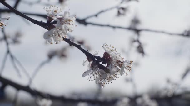 盛开的果树 — 图库视频影像