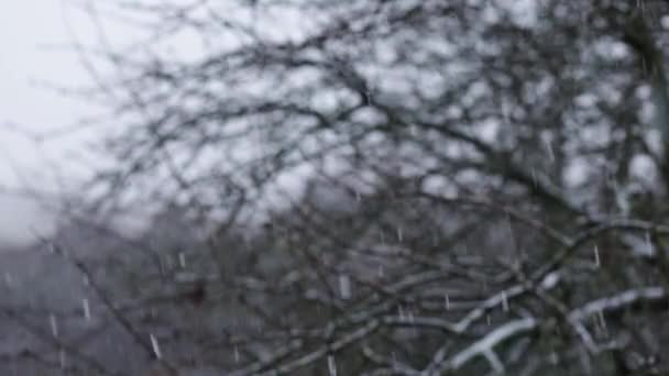 Snöflingor över grenar — Stockvideo