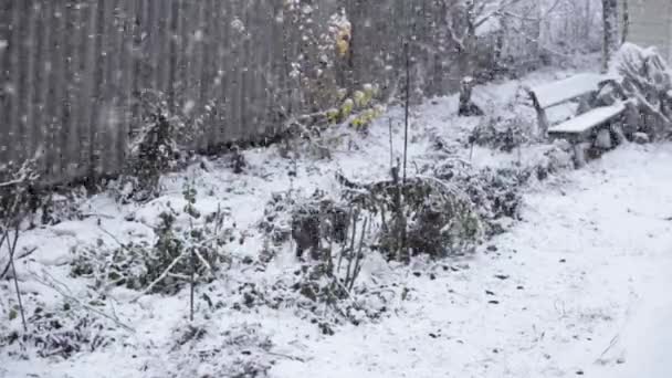 Gato e neve — Vídeo de Stock