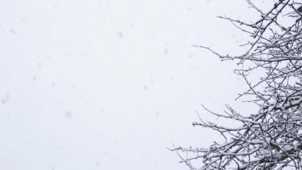 Neigeux dans le ciel avec des branches — Video