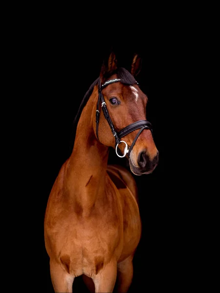 Portrait Bay Horse Isolated Black Background — Stock Photo, Image