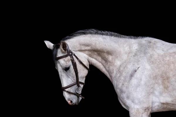 Portret Szarego Młodego Konia Czarnym Tle — Zdjęcie stockowe