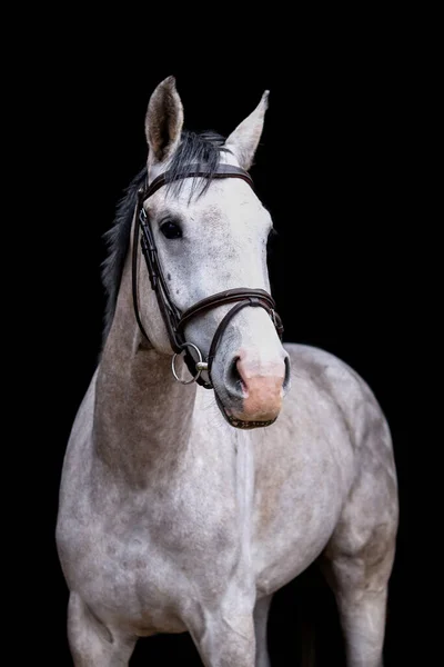 Portret Van Grijs Jong Paard Zwarte Achtergrond — Stockfoto