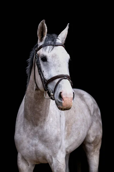 Portret Van Grijs Jong Paard Zwarte Achtergrond Stockfoto
