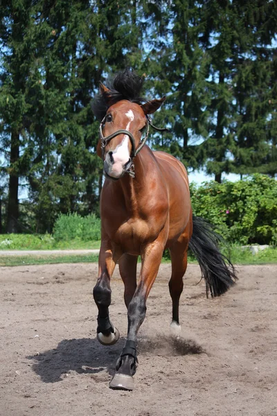 Cavalo brincalhão galopando livre no campo — Fotografia de Stock