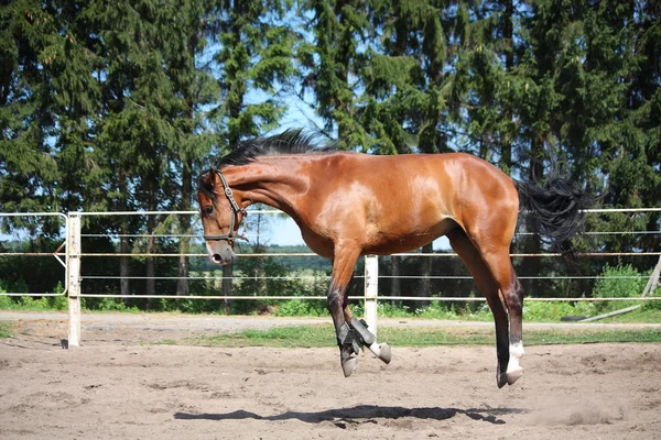 Caballo jugando en el paddock — Foto de Stock