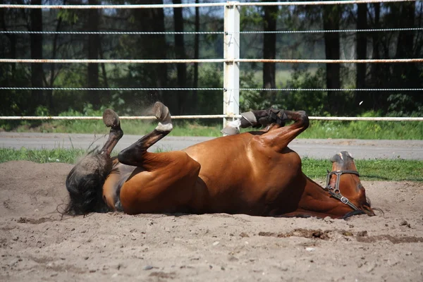 Коричневая лошадь катится по земле — стоковое фото