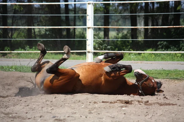 Bruin paard rollen op de grond — Stockfoto