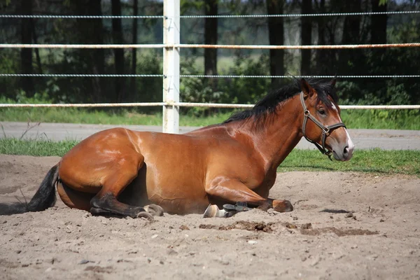 Cavalo castanho rolando no chão — Fotografia de Stock