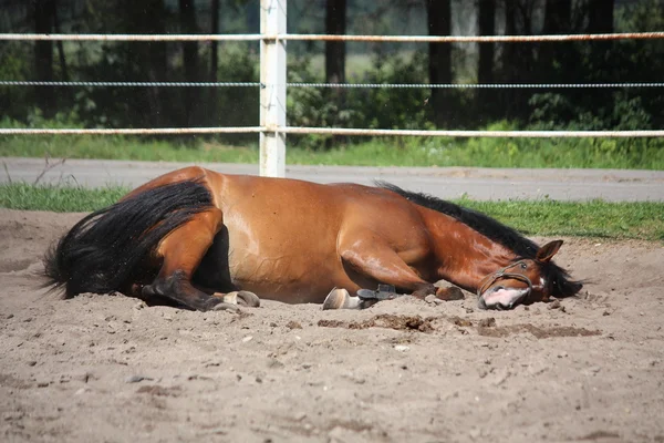 Cavalo castanho rolando no chão — Fotografia de Stock