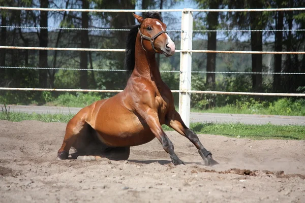 Cavalo castanho sentado no chão — Fotografia de Stock