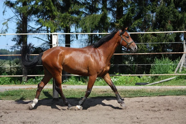 Caballo de la bahía trotando en el paddock —  Fotos de Stock