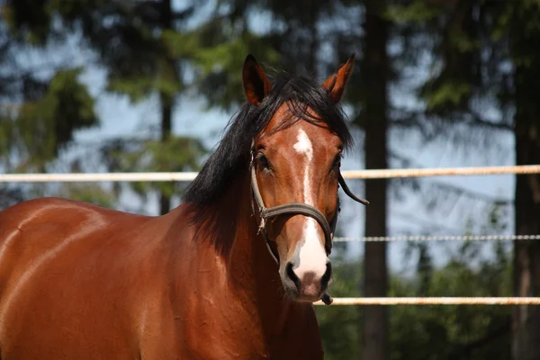 Bay horse portrait in summer — Stok Foto