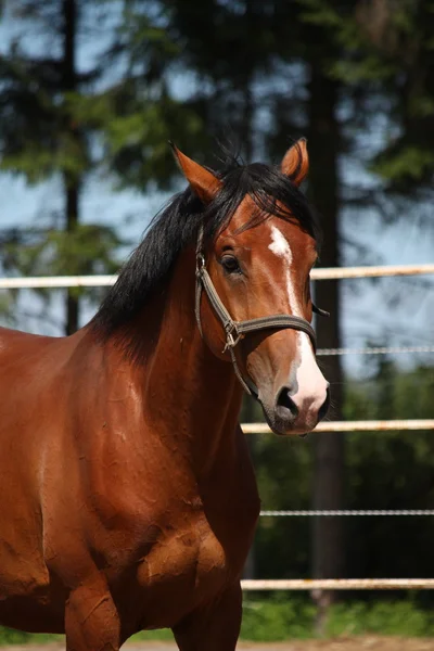 Bay horse portrait in summer — Stock Photo, Image