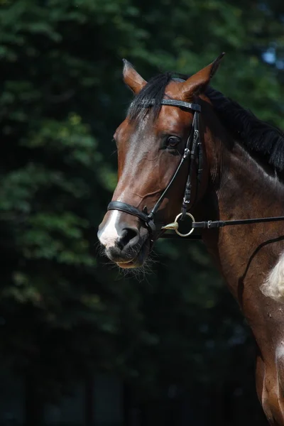 Baai mooie sport paard met hoofdstel portret — Stockfoto