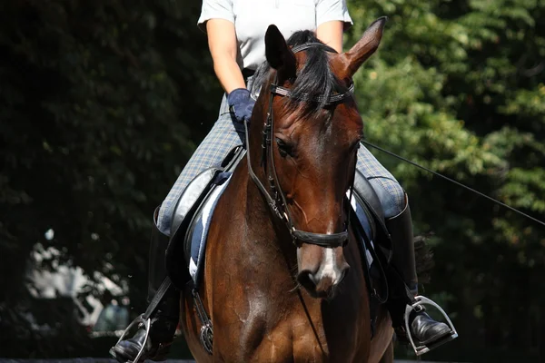 Bay bellissimo cavallo sportivo con ritratto briglia — Foto Stock