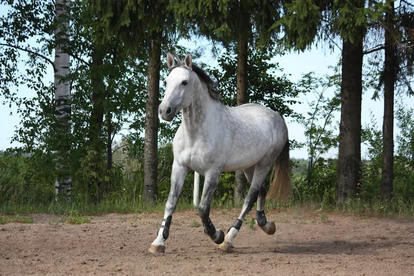 Белая лошадь бегает по полю возле деревьев — стоковое фото