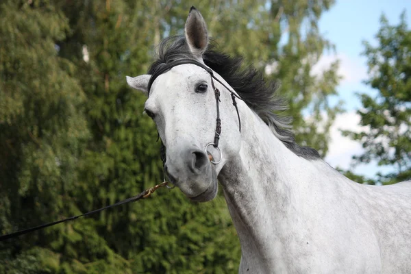 Gray horse portrait — Stock Photo, Image