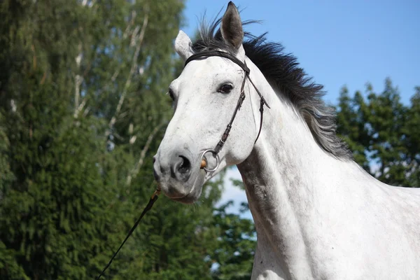 Retrato de cavalo cinza — Fotografia de Stock