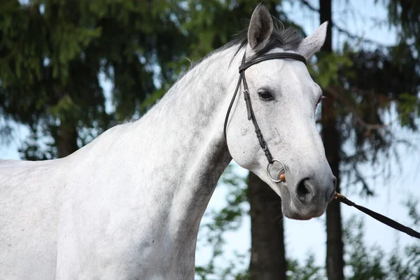 Retrato de cavalo cinza — Fotografia de Stock