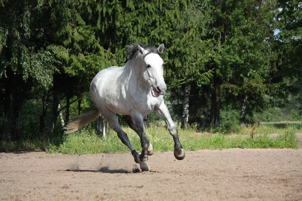 Caballo blanco galopando en el campo y sonriendo — Foto de Stock