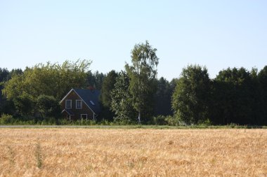 Buğday tarlası manzarası
