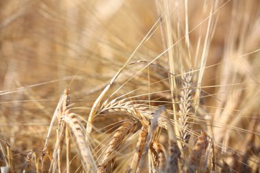 buğday yakın çekim