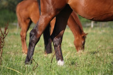 Defne at arka bacaklarını kapat