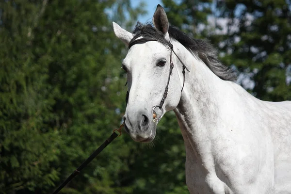 Grijze paard portret — Stockfoto