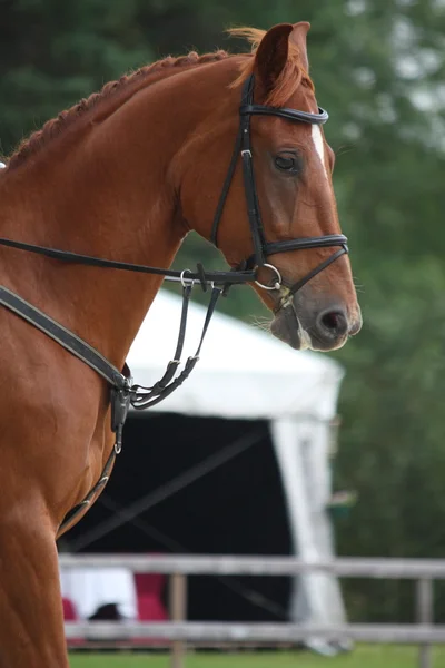 Brown horse portrait with bridle — Stock Photo, Image