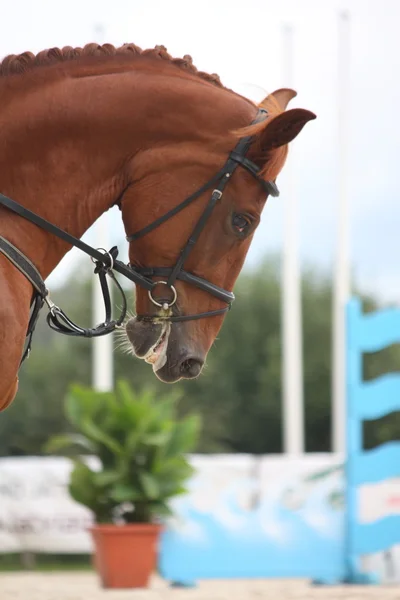 Brown horse portrait with bridle — Stock Photo, Image