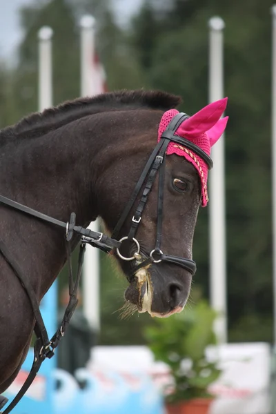 Svart häst med rosa hatt porträtt — Stockfoto