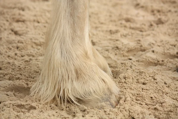 Shire horse legs close up — Stock Photo, Image