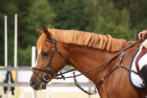 Retrato de cavalo marrom com freio — Fotografia de Stock