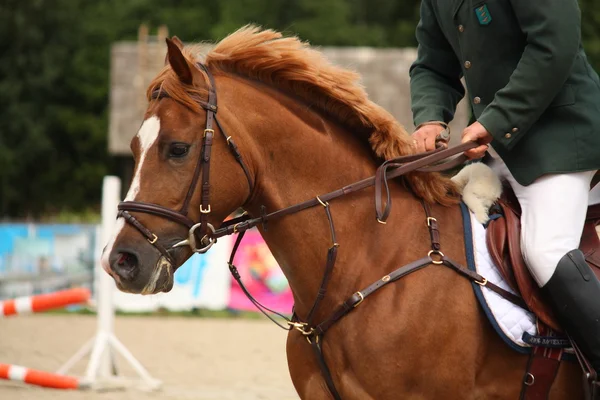 Ritratto cavallo marrone con briglia — Foto Stock